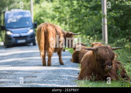 Blauer Campervan, der an einigen Longhorns an der Seite vorbeifährt Die Straße zum Folgefonna Gletscher im Folgefonna Nationalpark In Norwegen Stockfoto