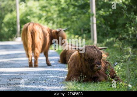 Longhorns an der Seite der Straße zum Folgefonna Gletscher Im Folgefonna Nationalpark in Norwegen Stockfoto