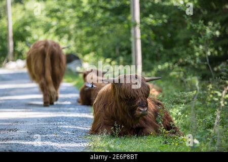 Longhorns an der Seite der Straße zum Folgefonna Gletscher Im Folgefonna Nationalpark in Norwegen Stockfoto