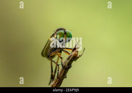 Das Raubfliegeninsekt oder Asilidae ist eine aggressive Familie von Fliegen. Makrofoto von Raubtieren Insekten in der Wildnis Stockfoto