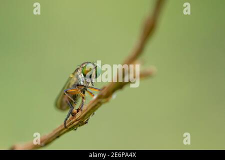 Das Raubfliegeninsekt oder Asilidae ist eine aggressive Familie von Fliegen. Makrofoto von Raubtieren Insekten in der Wildnis Stockfoto