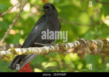 Ein Nahaufnahme-Porträt einer amerikanischen Krähe (Corvus brachyrhynchos), die in einem Baum in Alaska, USA, thront. Stockfoto