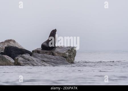 Ein Stellar Seelöwe (Eumetopias jubatus) an einem felsigen Ufer an einem bewölkten Tag in Alaska. Stockfoto