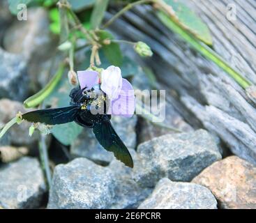 Wilde Biene, Carpenter Biene (Xylocopa sp.) bei Blüte sammelt Nektar und bestäubt Blumen. Sri Lanka Stockfoto