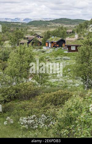 Holzhütten mit moosbedeckten Dächern, eingebettet zwischen den Bäumen, Sträuchern und üppiger Vegetation der Hardangervidda-Landschaft Norwegens Stockfoto