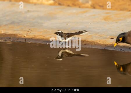 Weißkehlfantasie oder Rhipidura albicollis kleiner Vogel mit Spiegelung Im Wasser löschen Durst aus dem Wasserloch in der heißen Sommersaison safari indien Stockfoto