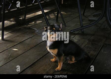 Niedlichen schwarzen und braunen Chihuahua Hund sitzt auf Holzboden. Chihuahua sitzt auf einem Holzboden Stockfoto