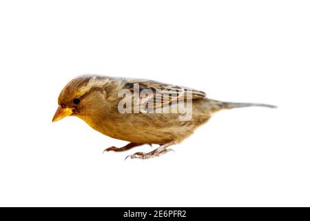 Porträt von Sparrow in Nahaufnahme, isoliert auf weißem Hintergrund. House Sparrow lebt seit dreitausend Jahren neben Menschen und lebt von anderen Stockfoto