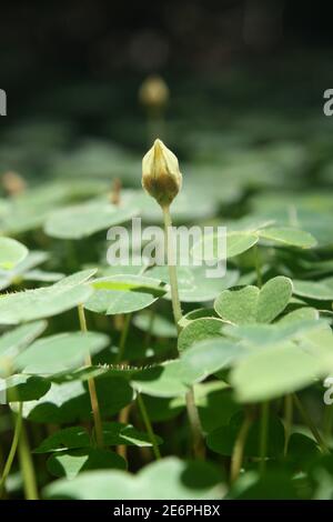 Nahaufnahme einer Kleebknospe in einem Feld von Wilder Klee/Sauerampfer, der auf einem Waldboden wächst Stockfoto