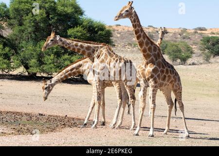 Kap oder südafrikanische Giraffe (Giraffa camelopardalis giraffa) trinken bei Sickerwasser im Auob River, Kgalagadi Transfrontier Park, Kalahari, Nord-Ca Stockfoto