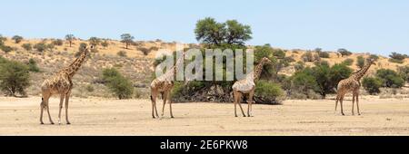 Kap oder südafrikanische Giraffe (Giraffa camelopardalis giraffa) Kgalagadi Transfrontier Park, Kalahari, Nordkap, Südafrika. Panorama in der Au Stockfoto