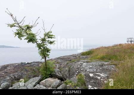 Pflanze wächst an der felsigen Küste von Jelsa an der Boknafjord in Norwegen Stockfoto