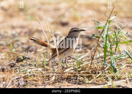 Kalahari Scrub Robin / Kalahari Scrub-Robin (Cercotrichas paena paena) Kgalagadi Transfrontier Park, Kalahari, Nordkap, Südafrika Stockfoto