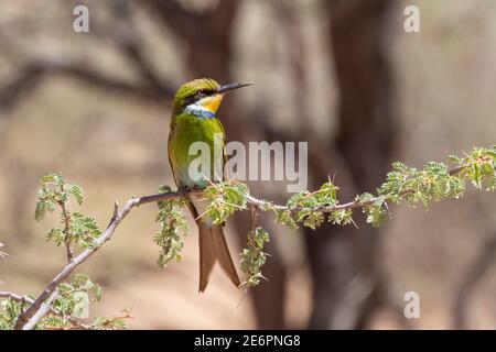 Schwalbenschwanz-Bienenfresser (Merops hirundineus hirundineus) Kgalagadi Transfrontier Park, Kalahari, Nordkap, Südafrika Stockfoto