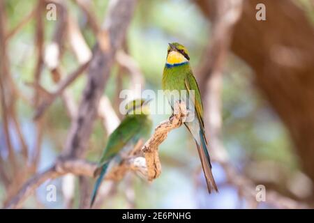 Schwalbenschwanz-Bienenfresser (Merops hirundineus hirundineus) Kgalagadi Transfrontier Park, Kalahari, Nordkap, Südafrika Stockfoto