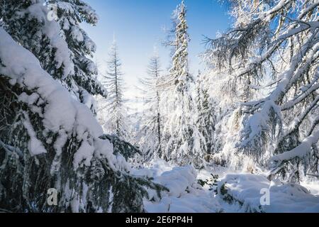 Herrliche alpine Landschaft im Winter. Fantastischer frostiger Morgen im Wald. Schneebedeckte Pinien unter Sonnenlicht. Herrlicher und ruhiger sonniger Tag Stockfoto