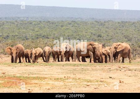 Afrikanische Elefantenherde (Loxodonta africana), die im Regen warten, um am Wasserloch des Hapoor Dam, im Addo Elephant National Park, am Ostkap, in Südafrika zu trinken Stockfoto