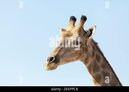 Kap oder südafrikanische Giraffe (Giraffa camelopardalis giraffa) Kgalagadi Transfrontier Park, Kalahari, Nordkap, Südafrika Stockfoto