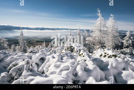 Herrliche alpine Landschaft im Winter. Fantastischer frostiger Morgen im Wald. Schneebedeckte Pinien unter Sonnenlicht. Herrlicher und ruhiger sonniger Tag Stockfoto