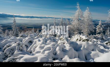 Fantastisches Berghochland. Erstaunlicher Winterhintergrund. Frostiger Morgen im Wald. Schneebedeckte Pinien unter Sonnenlicht. Panoramablick Stockfoto