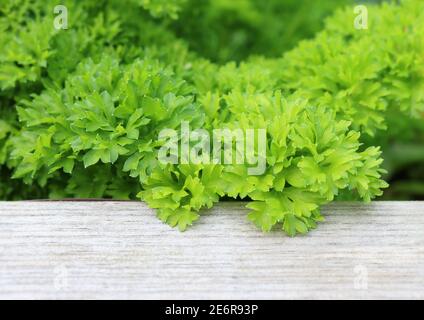 Hintergrundtextur einer Nahaufnahme der frischen Petersilie wächst In einem Kräutergarten Stockfoto