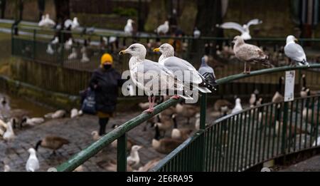 Musselburgh, East Lothian, Schottland, Großbritannien, 29. Januar 2021. UK Wetter: Regen verursacht Fluss Esk zu steigen & Wildtiere gefüttert werden. Heftiger Regen, von dem mehr über das Wochenende prognostiziert wird, führt zu einem geschwollenen Fluss, der fast bis zur Spitze des Flussufers anschwellt. Eine Frau, die während der pandemischen Sperre eine Gesichtsmaske trägt, ernährt die lokale Vogelwelt, einschließlich Kanadagänse, Schwäne und Möwen, obwohl sie in der Nähe Hinweise darauf enthält, dass die Wasservögel nicht gefüttert werden sollten Stockfoto