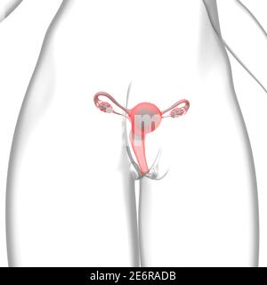 Weibliche Reproduktionssystem Anatomie für medizinische Konzept 3D Illustration Stockfoto