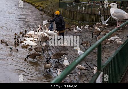 Musselburgh, East Lothian, Schottland, Großbritannien, 29. Januar 2021. UK Wetter: Regen verursacht Fluss Esk zu steigen & Wildtiere gefüttert werden. Heftiger Regen, von dem mehr über das Wochenende prognostiziert wird, führt zu einem geschwollenen Fluss, der fast bis zur Spitze des Flussufers anschwellt. Eine Frau, die während der pandemischen Sperre eine Gesichtsmaske trägt, ernährt die lokale Vogelwelt, einschließlich Kanadagänse, Schwäne und Möwen, obwohl sie in der Nähe Hinweise darauf enthält, dass die Wasservögel nicht gefüttert werden sollten Stockfoto