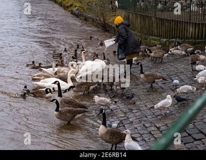 Musselburgh, East Lothian, Schottland, Großbritannien, 29. Januar 2021. UK Wetter: Regen verursacht Fluss Esk zu steigen & Wildtiere gefüttert werden. Heftiger Regen, von dem mehr über das Wochenende prognostiziert wird, führt zu einem geschwollenen Fluss, der fast bis zur Spitze des Flussufers anschwellt. Eine Frau, die während der pandemischen Sperre eine Gesichtsmaske trägt, ernährt die lokale Vogelwelt, einschließlich Kanadagänse, Schwäne und Möwen, obwohl sie in der Nähe Hinweise darauf enthält, dass die Wasservögel nicht gefüttert werden sollten Stockfoto