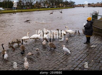 Musselburgh, East Lothian, Schottland, Großbritannien, 29. Januar 2021. UK Wetter: Regen verursacht Fluss Esk zu steigen & Wildtiere gefüttert werden. Heftiger Regen, von dem mehr über das Wochenende prognostiziert wird, führt zu einem geschwollenen Fluss, der fast bis zur Spitze des Flussufers anschwellt. Eine Frau, die während der pandemischen Sperre eine Gesichtsmaske trägt, ernährt die lokale Vogelwelt, einschließlich Kanadagänse, Schwäne und Möwen, obwohl sie in der Nähe Hinweise darauf enthält, dass die Wasservögel nicht gefüttert werden sollten. Vögel heben sich auf die andere Seite des Flusses, wo eine andere Frau Nahrung anbietet Stockfoto