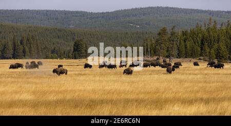 Wo die Buffalo im Yellowstone National Park, Wyoming, herumlaufen Stockfoto