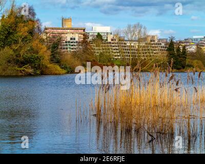 Der Campus der University of East Anglia in Norwich England wurde von Denys Lasdun entworfen und von 1962 bis 1968 mit See und Schilf im Vordergrund gebaut. Stockfoto