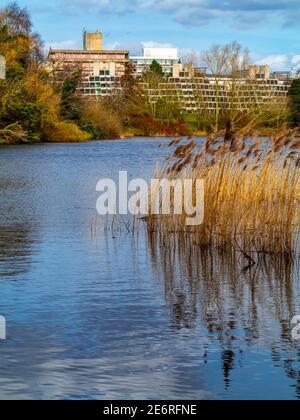 Der Campus der University of East Anglia in Norwich England wurde von Denys Lasdun entworfen und von 1962 bis 1968 mit See und Schilf im Vordergrund gebaut. Stockfoto