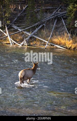 Elchweibchen, die den Fluss im Yellowstone National Park überqueren Wyoming Stockfoto