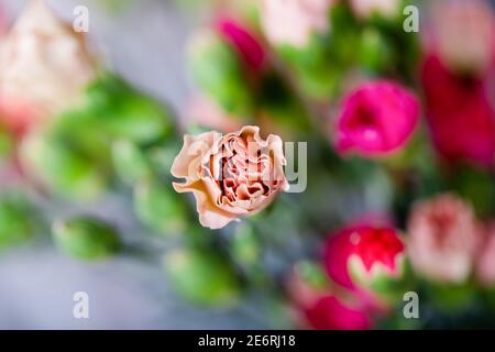 Kleine Nelke Tee Rose Farbe auf verschwommenem grünen Hintergrund Stockfoto