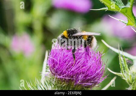 Bufftailed bumb;e-Biene [Bombus terrestris] auf einer schleichenden Distel [Cirsiium arvense] Blume. VEREINIGTES KÖNIGREICH. Stockfoto