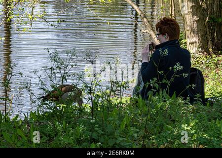 Frau fotografiert Gans am Rande eines Sees im Frühjahr von Wildblumen umgeben, Reading, Berkshire, England, Großbritannien Stockfoto