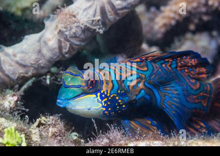 Mandarinfisch [Synchiropus splendidus]. Lembeh Strait, Nord-Sulawesi, Indonesien. Stockfoto