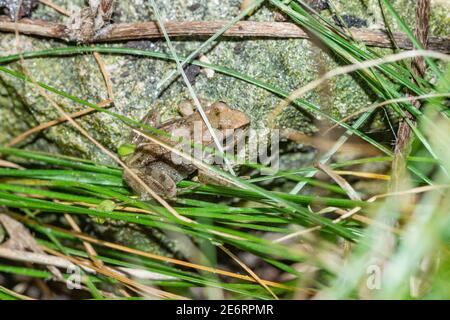 Gewöhnliches Froglet [Rana temporaria] vor kurzem von einem Kaulquappe metamorphosiert hat aus der Wanne geklettert, in der der Laich abgelagert wurde. 15 - 20 mm. London, Großbritannien Stockfoto