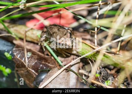 Gewöhnliches Froglet [Rana temporaria] vor kurzem von einem Kaulquappe metamorphosiert hat aus der Wanne geklettert, in der der Laich abgelagert wurde. 15 - 20 mm. London, Großbritannien Stockfoto