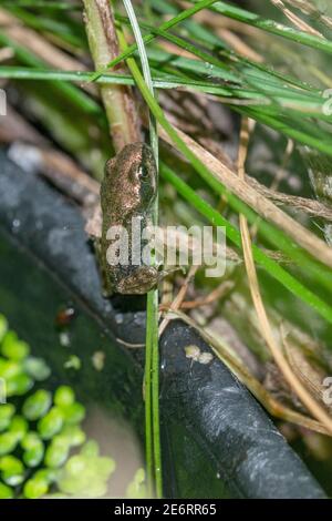 Gewöhnlicher Froglet [Rana temporaria] vor kurzem von einem Kaulquappe metamorphosierte gerade aus der Wanne kletterte, in der der Laich abgelagert wurde. 15 - 20 mm. London, U Stockfoto