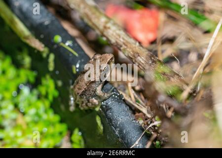 Gewöhnlicher Froglet [Rana temporaria] vor kurzem von einem Kaulquappe metamorphosierte gerade aus der Wanne kletterte, in der der Laich abgelagert wurde. 15 - 20 mm. London, U Stockfoto