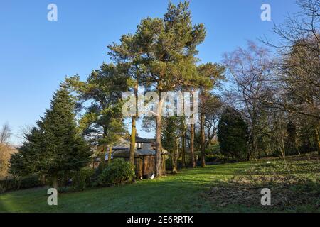 Umgeben von Schotten Kiefer, ein Moor Bauernhof Ferienhaus in heller Wintersonne Stockfoto