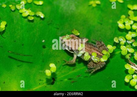 Gewöhnlicher Froglet [Rana temporaria] vor kurzem von einer Kaulquappe metamorphosiert. 15 - 20 mm. London, Großbritannien Stockfoto