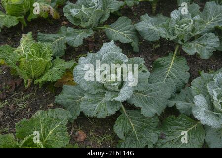 Frost auf einer Ernte von Home Grown Bio Winter Savoy Kohlpflanzen (Brassica oleracea 'Tundra') Anbau auf einer Zuteilung in einem Gemüsegarten in Devon Stockfoto