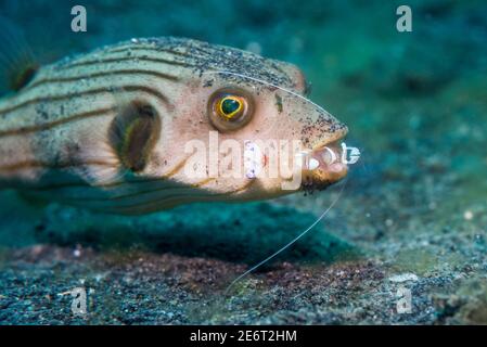 Gestreifter Kugelfisch [Arothron manilenses], der von einer herrlichen Anemongarnele [Ancylomenes magnificus] gereinigt wird. Lembeh Strait, Nord-Sulawesi, Indonesien Stockfoto