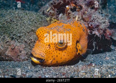 Juveniler Starpuffer [Arothron stellatus]. Lembeh Strait, Nord-Sulawesi, Indoesien. Stockfoto