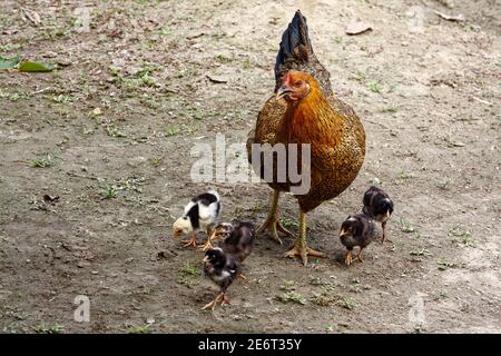 Henne, 5 Baby Küken, Nutztiere, Hühner, Wandern, Bewegung, abwechslungsreiche Farben, Mutter, Südamerika, Amazonas tropischer Regenwald, Ecuador Stockfoto