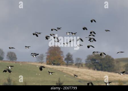 Nördliche Kiebitze, Vanellus vanellus, im Flug Stockfoto