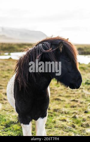 Islandpferde im Feld bei Akranes, Island, Europa Stockfoto